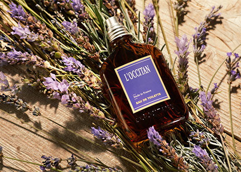 l'occitan lavender eau de toilette laying on bunch of lavender